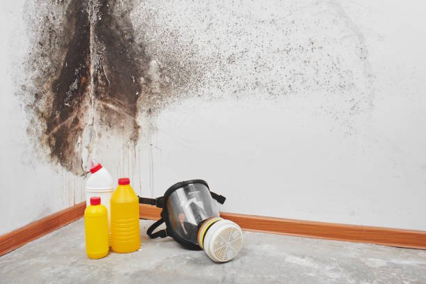 Best Toxic Mold Removal  in Largo, MD