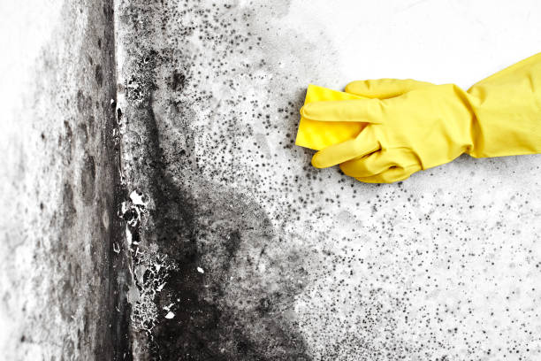 Best Professional Mold Removal  in Largo, MD