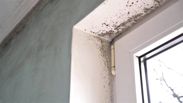 Best Crawl Space Mold Removal  in Largo, MD