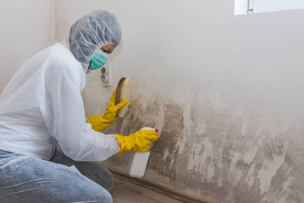 Best Black Mold Removal  in Largo, MD