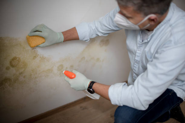 Best Attic Mold Removal  in Largo, MD