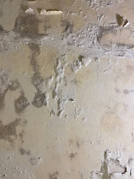 Best Black Mold Removal  in Largo, MD