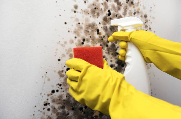 Home Mold Removal in Largo, MD