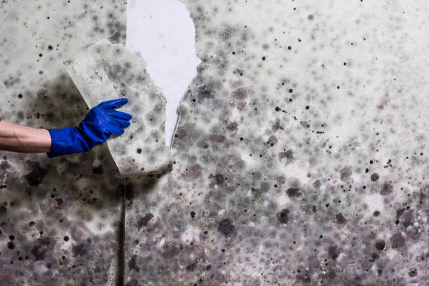 Best Mold Removal and Inspection  in Largo, MD