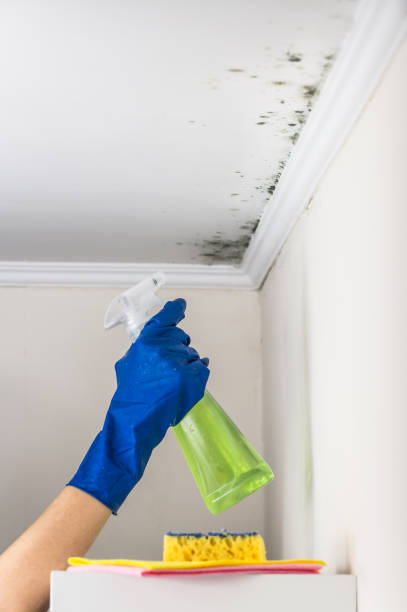Best Water Damage Restoration  in Largo, MD